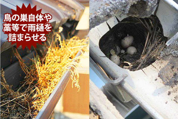 鳥の巣自体や藁等で雨樋を詰まらせる