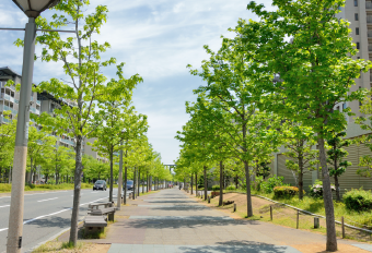 綺麗な道