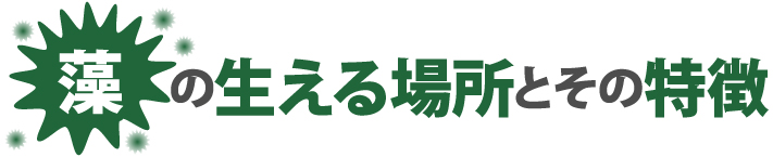 苔の生える場所とその特徴