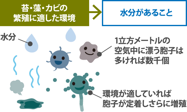 苔・藻・カビの繁殖に適した環境→水分があること