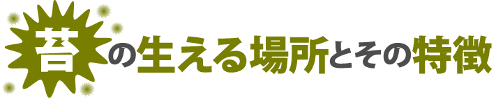 苔藻の生える場所とその特徴