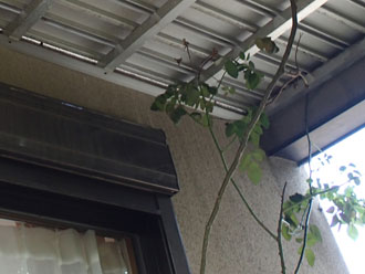 09140003 鋸南町 汚れた外壁