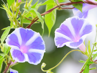 夏を彩る植物の代表、アサガオ