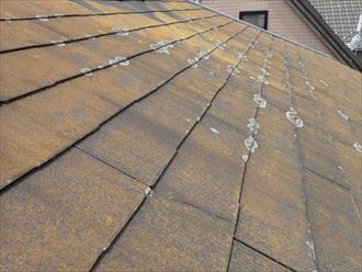 流山市宮園で行ったスレート屋根調査で屋根材にひび割れや苔等の発生