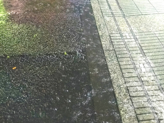 雨
