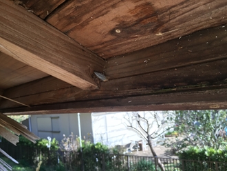 軒天の剝れ、破風板も水を吸っていました
