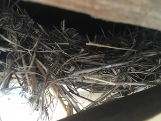 軒天内部に鳥の巣