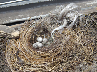 鳥の巣