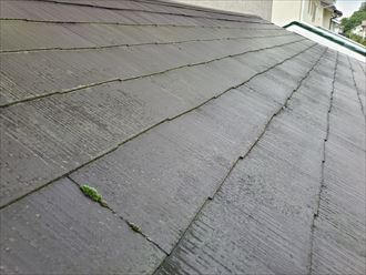 スレート屋根の塗膜が剥がれて苔が発生