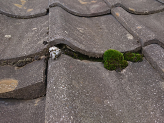 セメント瓦の屋根には苔が発生していました