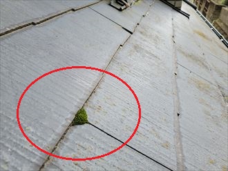 スレート屋根の防水性が低下し苔が発生