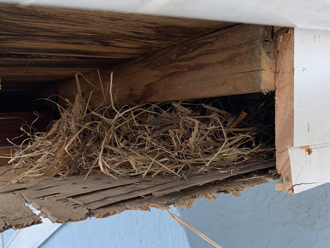 軒天裏には鳥が巣をつくっていました