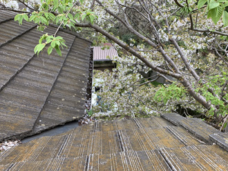 屋根のそばに生える木々