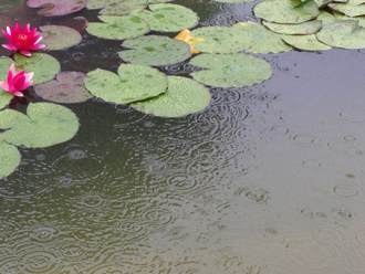 雨音