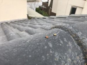 棟の釘浮き症状