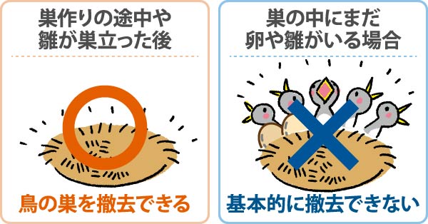 鳥の巣を撤去できる場合とできない場合