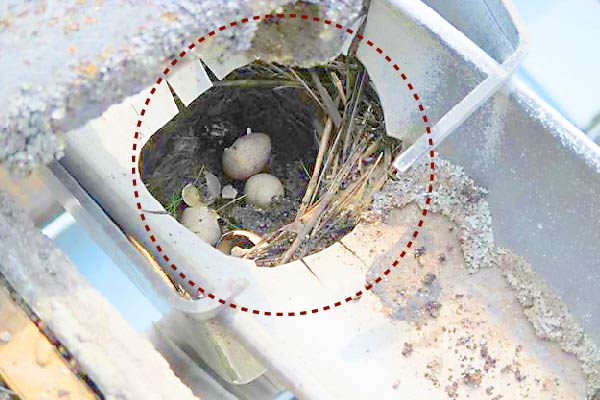 雨樋に作られた鳥の巣