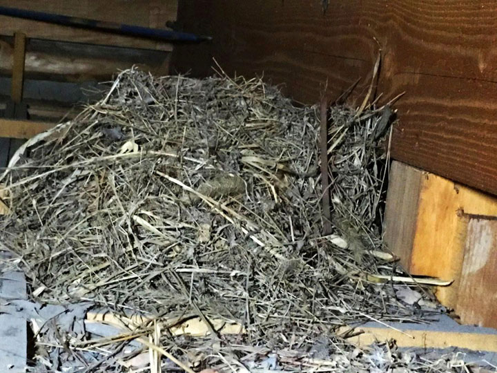 屋根裏に作られた鳥の巣