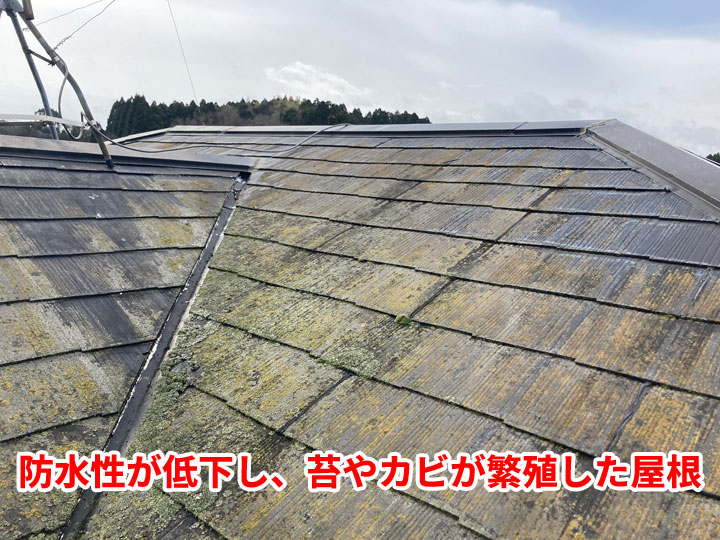 苔やカビの繁殖した屋根