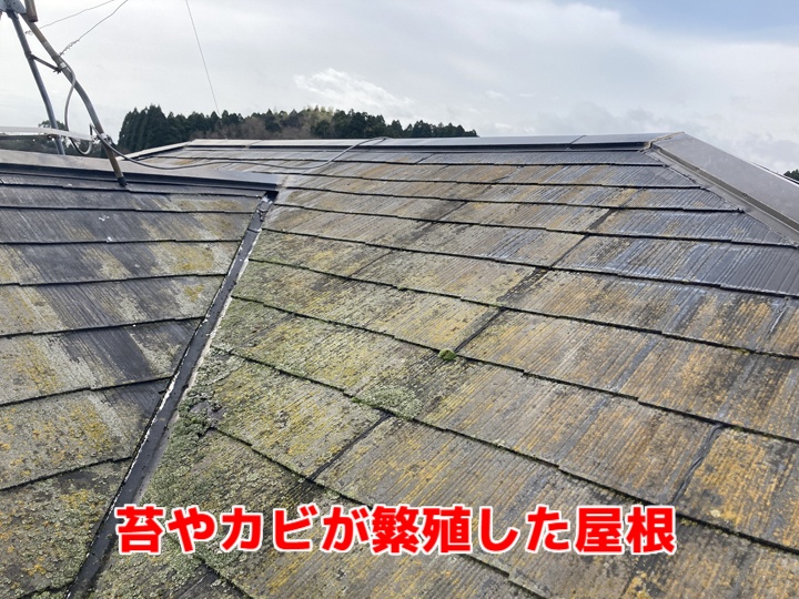 苔やカビの繁殖した屋根