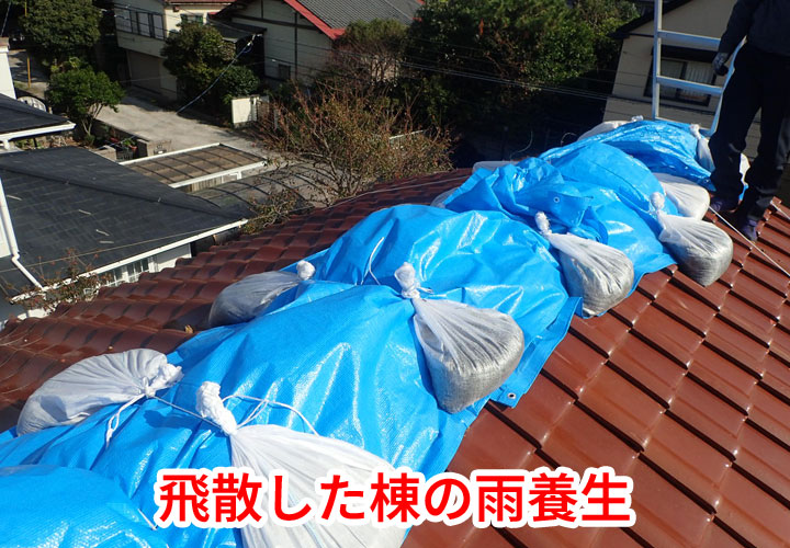 雨養生