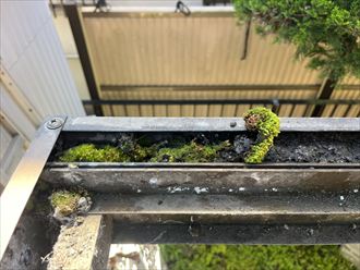 苔の詰まり