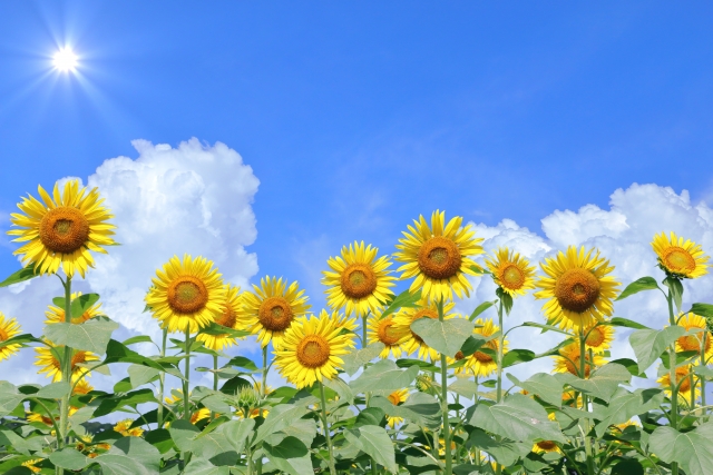 夏