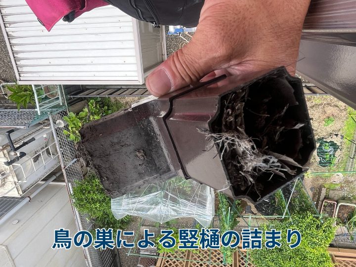 鳥の巣による竪樋の詰まり