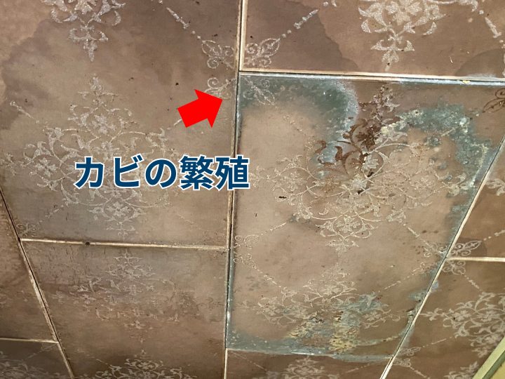 天井部のカビの繁殖