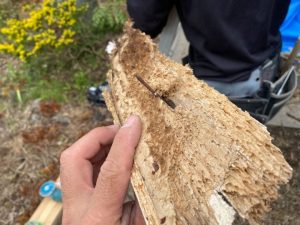 木材が著しく傷んでいる状態