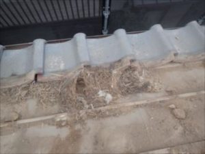 工事中に鳥の巣を確認