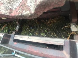 苔が生い茂った雨樋