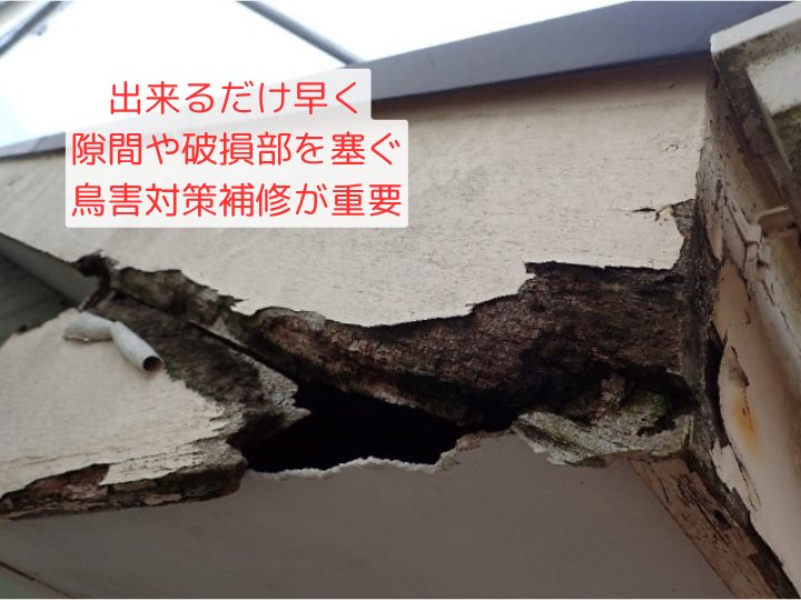 出来るだけ早く 隙間や破損部を塞ぐ 鳥害対策補修が重要