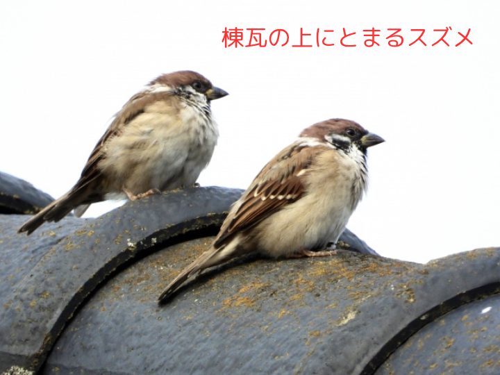 棟瓦の上にとまるスズメ