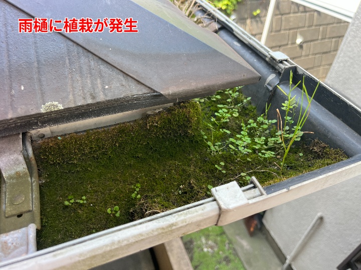 苔と雑草が生えた雨樋