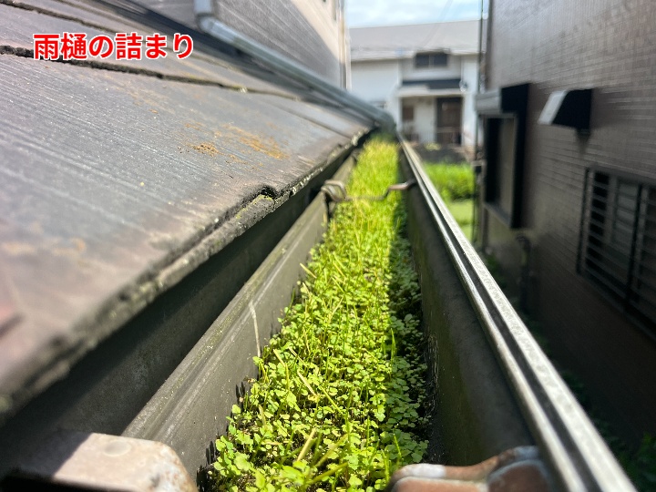 草が繁殖した雨樋内部