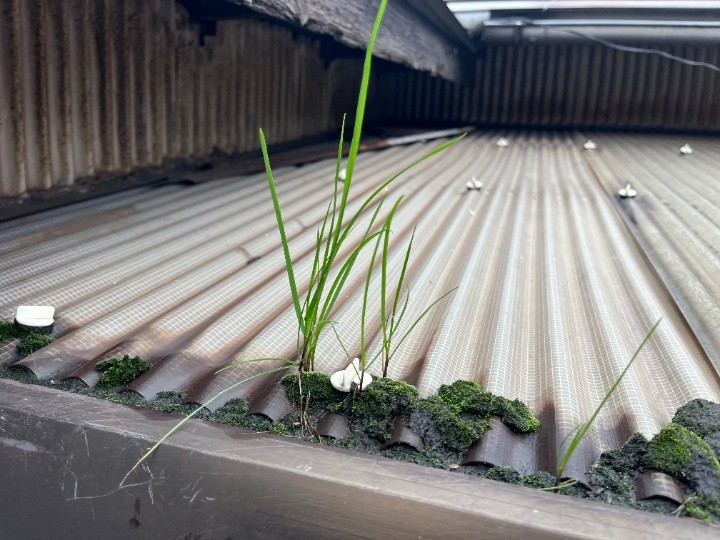 雨樋に生えた雑草