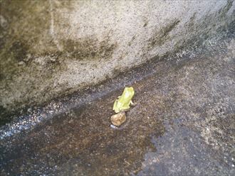 君津市 雨樋コーナーからの漏れ調査010_R