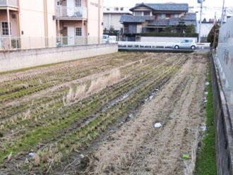 住宅地の水田