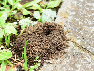 蟻の巣