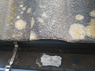 DSC_9996 野田市山崎で行った瓦屋根の調査で棟の漆喰が剥がれて軒樋に落ちた漆喰は雨樋の詰まりに繋がります