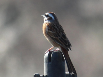 鳥は飛べるから高い所でも大丈夫