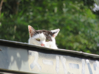 屋根の上の猫