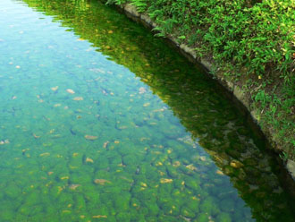 池の底の石に苔が生えてる