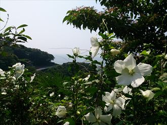 清掃・下処理 (3)_R