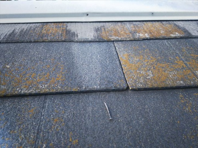 流山市美田で行った化粧スレート屋根調査で棟板金の釘が抜けています