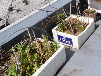 陸屋根の植物