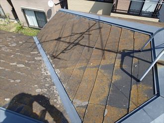 木更津市 苔の発生