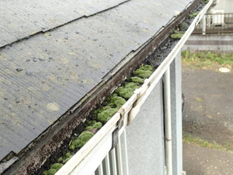 雨樋の中に溜まった土に苔が生えてしまった