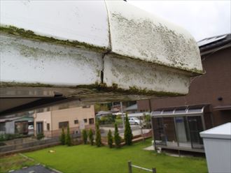 君津市 雨水の流れ落ちるによる苔の発生